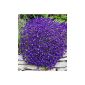 BALDUR Garden Hardy groundcover Blaukissen 'Cascade Blue', 3 plants Aubrieta