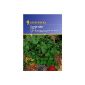 Coriander yearling (garden products)