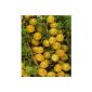 Gooseberry strain Hinnonmäki® yellow, 1 plant (garden products)