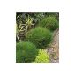 BALDUR Garden bearskin fescue bearskin grass, Festuca 3 plants