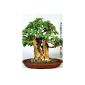 Tropica - Bonsai - Bobaum / Bodhi tree (Ficus religiosa) - 200 seeds