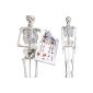 Skeleton size-size anatomical model of the human skeleton 181cm