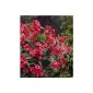 Weigela Bristol Ruby® red flowering, shrub 1 (garden products)