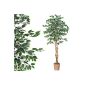 Green ficus tree, real tree trunk, tree art, art plant, decorative trees - 190 cm