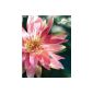 Artificial water lily Textile, floating, pink, Ø 21 cm - Textile flower