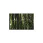 Black giant bamboo Dendrocalamus strictus 10 seeds (garden products)