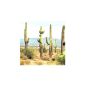 Carnegia gigantea, saguaro cactus, Cereus, 10 seeds (garden products)