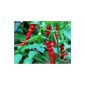 Arguably one of the most famous chili varieties - Cayenne chili - 30 seeds (garden products)
