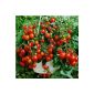 Balcony Tomato - bush tomato - red cherry - red Windowbox - 20 seeds