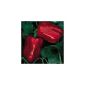 Juicy, sweet peppers - Chinese Giant - 20 seeds (garden products)