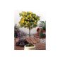 Drawn five fingers shrub stems to yellow flowering, 1 plant (garden products)
