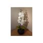 UK-Great Gardens Artificial White orchid pot - 46cm high with silk flowers in a pot / planter round black ceramic - Interior or Home Office