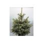 Christmas Omorika spruce, 60-80 cm, 21 cm pot