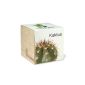 ecocube Holzwürfel - Cactus (garden products)
