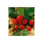 Strawberry Kitty Schindler®, 8 + 2 Senga Sengana®, in peat pot (garden products)