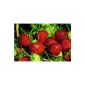 Strawberry Senga Sengana 10 pcs.  (Garden products)