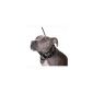 Original Illusion Collar Training Collar & Leash Dog Whisperer Cesar Millan of American (size M / black) (Misc.)