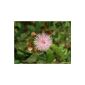 Just Seed Mimosa, Mimosa pudica, flowers, seeds 200