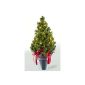Real Christmas Goldica, in zinc buckets, ca 50-60 cm high