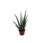 Aloe Vera (garden products)