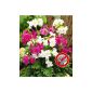 BALDUR Garden Incarvillea 'flowers mix Freilandgloxinie, 3 pieces