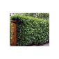 Cherry laurel hedge Novita®, 3 plants grown pot (garden products)