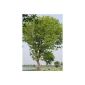 Genuine mahogany tree 10 seeds -liefert valuable Handelsholz- 