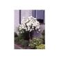 Snowball Eskimo® pulled the stems white flowering, 1 plant (garden products)