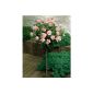 Rosenstämmchen, 1 plant pink flowering (garden products)