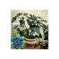 Palatine Fruit prickly bush, 1 plant (garden products)