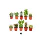 10 different cacti 5.5cm Pot Set