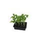 Buy kale plants in 12-pack, kale plant kale, vegetables, Brassica oleracea v