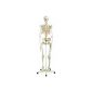 3B Scientific A10 Standard Skeleton Stan, on 5-feet roller stand made of plastic (Personal Care)