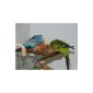 Cork Knabberbar - Great Bird Toys for boredom in the birdcage (Misc.)