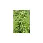 Stevia Sweet Herb 100 seeds (garden products)