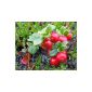 Wild Cranberry 10 seeds -Vaccinium vitis-idaea- Rar Hardy