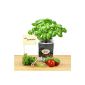 Gift Set herb garden - with 3 beautiful glasses and 3 different herb seeds for growing - A great gift (household goods)
