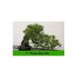 SAFLAX - Bonsai - Mediterranean pine (Pinus pinea) - 6 seeds - Room Bonsai - With growing substrate