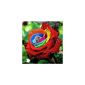 Exotic Plants Rose rainbow - Rose rainbow colored - 10 seeds