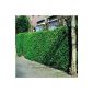 Ligustrum ovalifolium / green Privet - 50 hedge plants