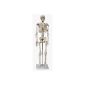 Human Skeleton 87cm learning model (Personal Care)