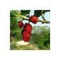 Mulberry red - Morus rubra - seeds (garden products)