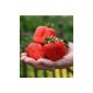BALDUR Strawberry 'Sweet Mary XXL®', 3 plants Fragaria