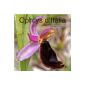 Ophrys d'Italia (Paperback)