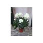 Artificial geraniums white 2Stck.  in pot, top quality