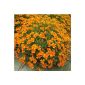 Big Bargain 1 bag 50 Seed flower French Marigold Tagetes patula A021 garden plant