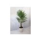 - Hardy Palm - Trachycarpus fortunei 