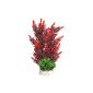 Sydeco Aquarium plant Aqua Bouquet Plant, red, height 23 cm (Misc.)