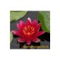 Beautiful water lily at a super price