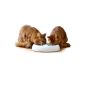 New: The Lucky-Kitty cat bowl ceramic - also suitable for two cats.  (Misc.)